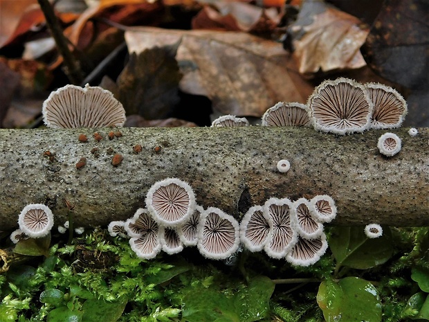 klanolupeňovka obyčajná Schizophyllum commune Fr.