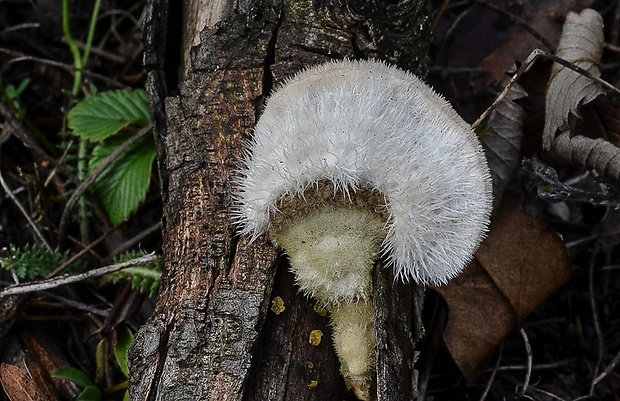 trúdnikovec chlpatý Trametes hirsuta (Wulfen) Lloyd