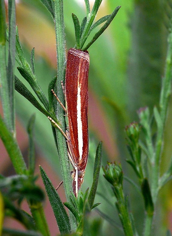 trávovec trávový (sk) / travařík travní (cz) Agriphila tristella Denis & Schiffermüller, 1775