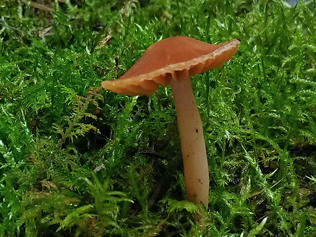 pavučinovec Cortinarius sp.