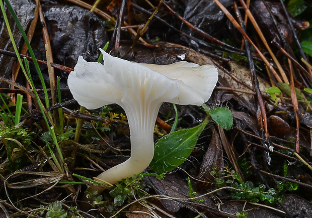 lúčnica snehobiela Cuphophyllus virgineus (Wulfen) Kovalenko