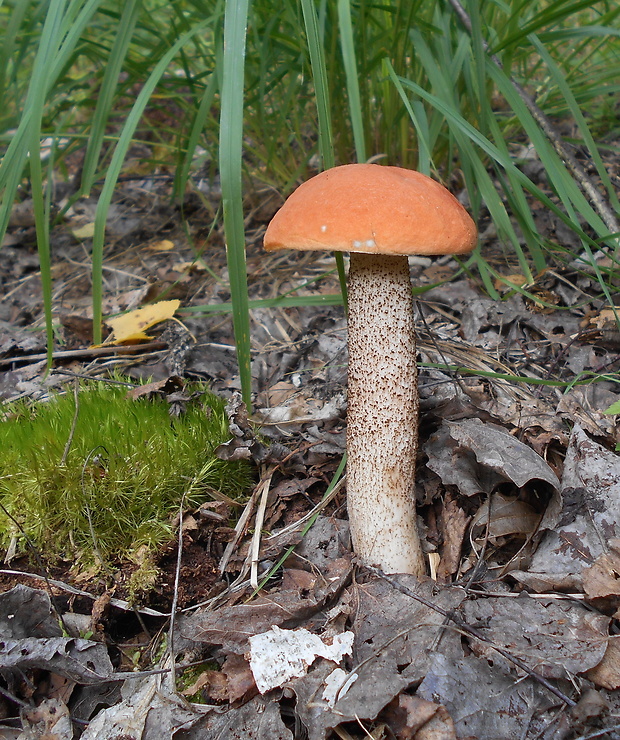 kozák osikový Leccinum albostipitatum den Bakker & Noordel.