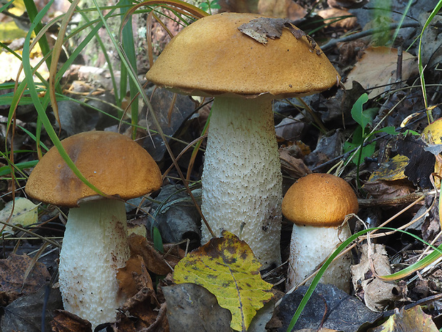 kozák osikový Leccinum albostipitatum den Bakker & Noordel.