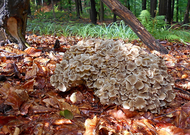 trúdnik klobúčkatý Polyporus umbellatus (Pers.) Fr.