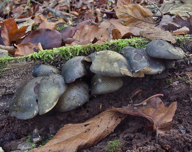 pňovka neskorá Sarcomyxa serotina (Pers.) P. Karst.