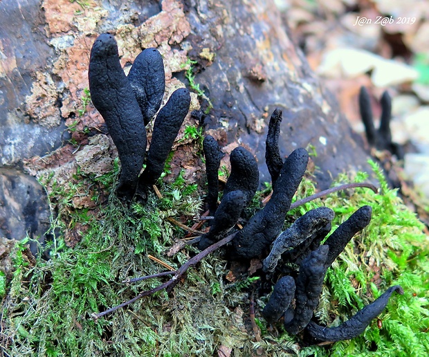 drevnatec Xylaria sp.