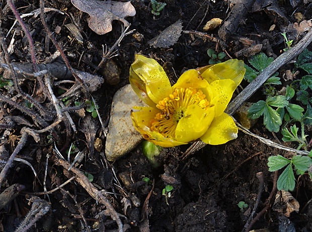 hlaváčik jarný Adonis vernalis L.