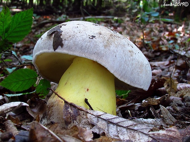 hríb horký Caloboletus radicans (Pers.) Vizzini