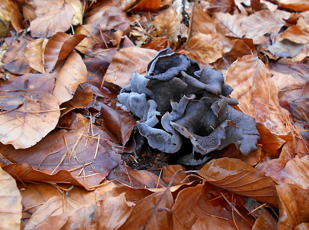 lievik trúbkovitý Craterellus cornucopioides (L.) Pers.