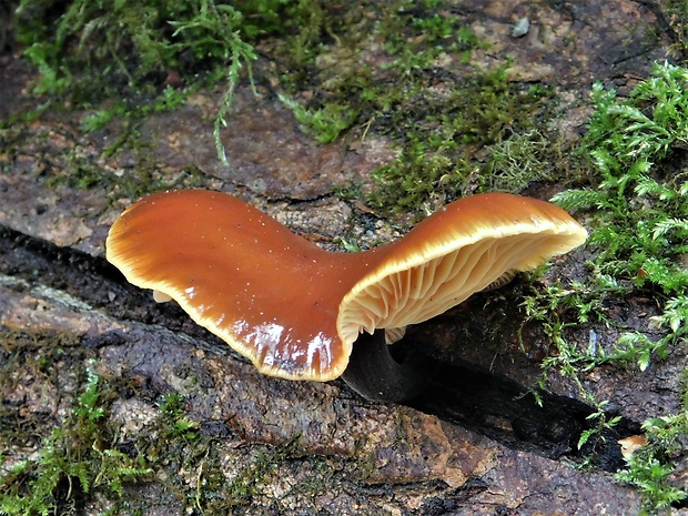 plamienka Flammulina sp.