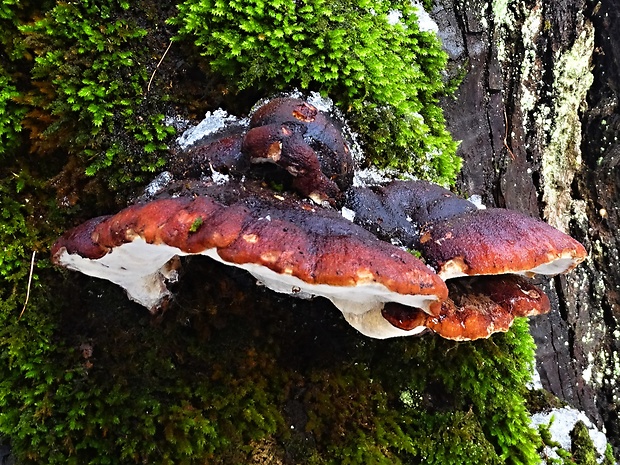 práchnovček pásikavý Fomitopsis pinicola (Sw.) P. Karst.