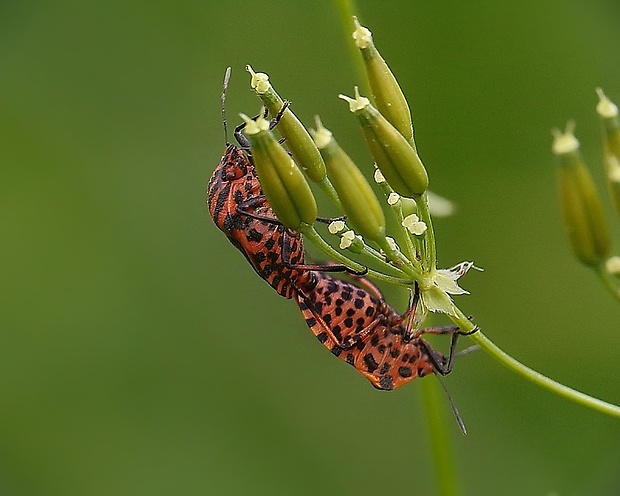 bzdocha pásavá Graphosoma lineatum