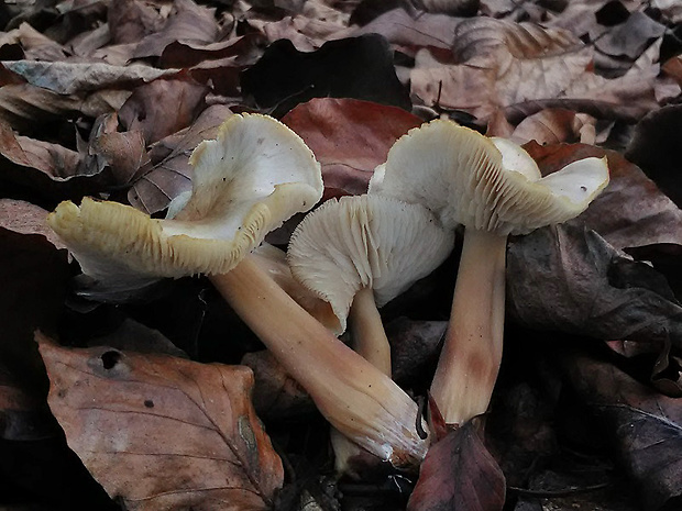 peniazovka maslová sivá Rhodocollybia butyracea f. asema (Bull.) Lennox