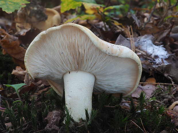 čírovka horká Tricholoma acerbum (Bull.) Vent.