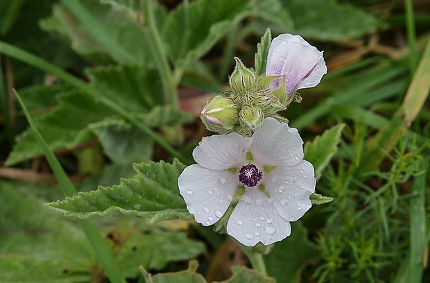 ibiš lekársky Althaea officinalis L.