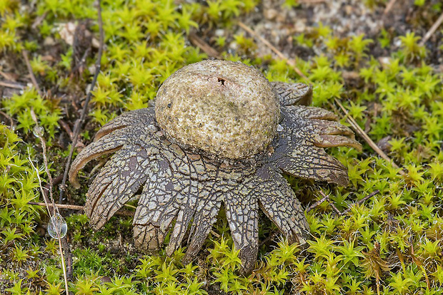 hviezdovec vlahojavný Astraeus hygrometricus (Pers.) Morgan