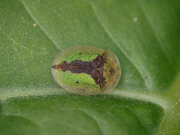 štítnatec Cassida vibex