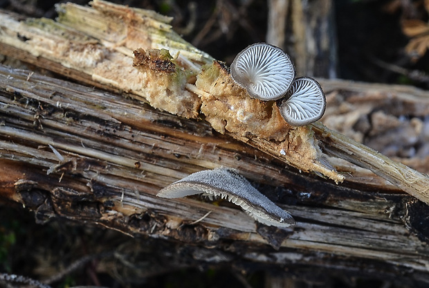 lastúrka modrastosivá Hohenbuehelia atrocaerulea (Fr.) Singer