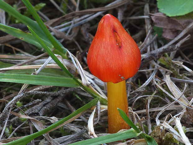 lúčnica kužeľovitá Hygrocybe conica (Schaeff.) P. Kumm.