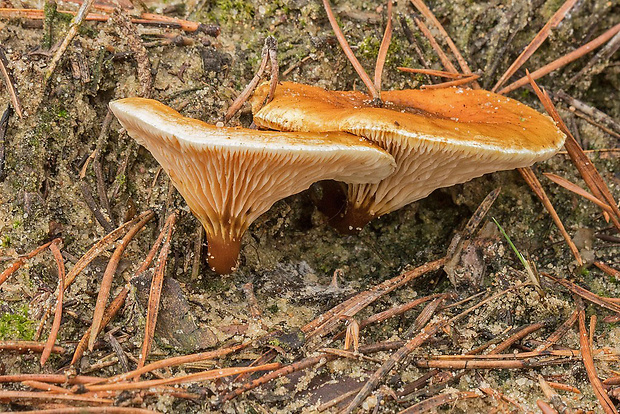 líška oranžová Hygrophoropsis aurantiaca (Wulfen) Maire