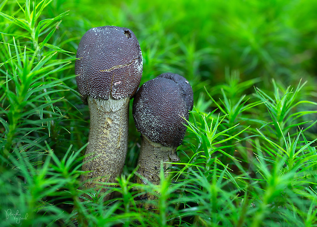 žezlovka hlavičkatá Tolypocladium capitatum (Holmsk.) Quandt, Kepler & Spatafora