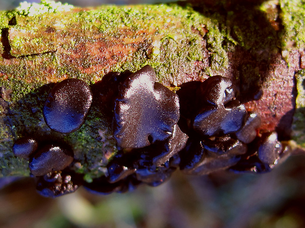 tmavorôsolovec mušľovitý Exidia truncata Fr.