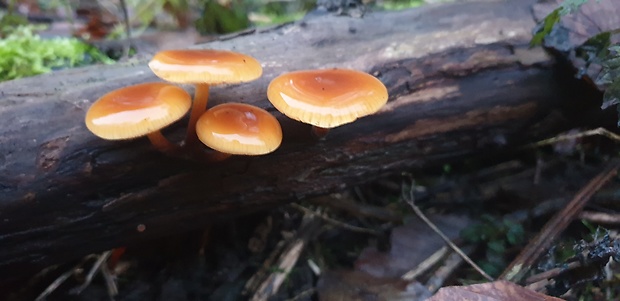 plamienka Flammulina sp.