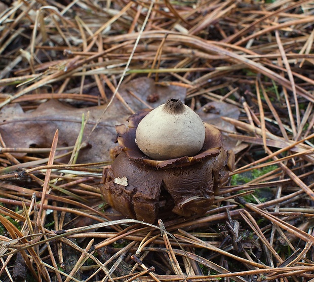 hviezdovka trojitá Geastrum triplex Jungh.