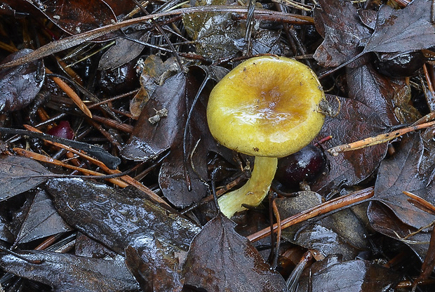 šťavnačka mrazová zlatá Hygrophorus hypothejus var. aureus (Arrh.) Imler