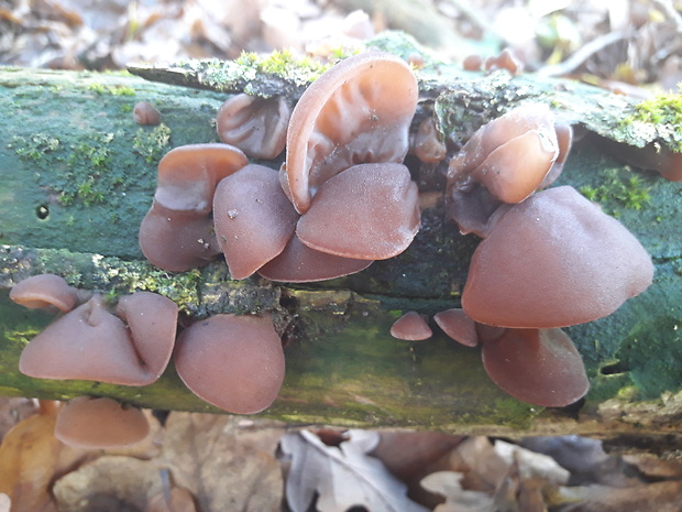 uchovec bazový Auricularia auricula-judae (Bull.) Quél.