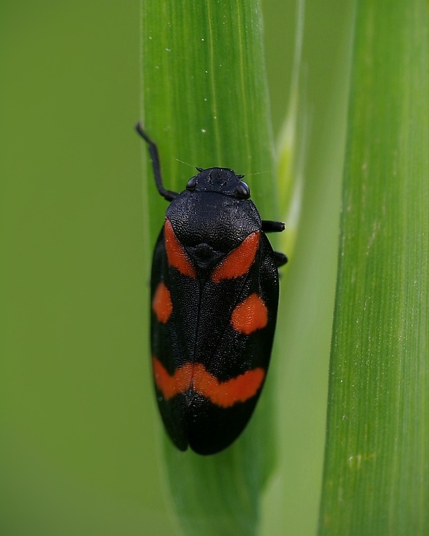 peniarka nížinná Cercopis sanguinolenta