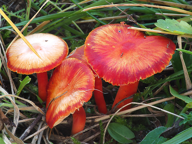 lúčnica šarlátová Hygrocybe coccinea (Schaeff.) P. Kumm.