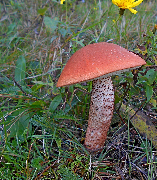 kozák dubový Leccinum aurantiacum (Bull.) Gray