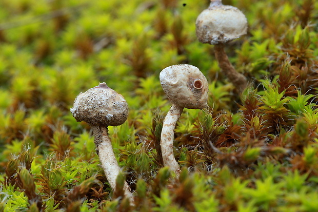 stopkovec zimný Tulostoma brumale Pers.