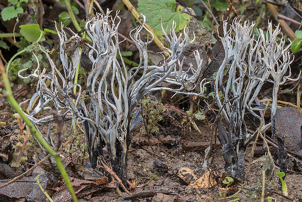 drevnatec parohatý Xylaria hypoxylon (L.) Grev.