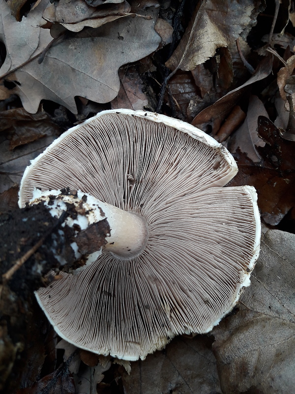 pečiarka Agaricus sp.