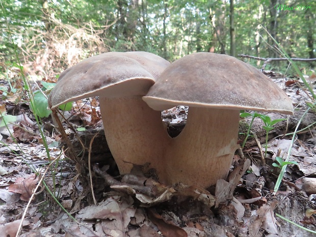 hríb bronzový Boletus aereus Bull. ex Fr.