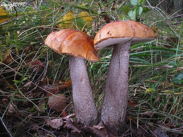 kozák osikový Leccinum albostipitatum den Bakker & Noordel.