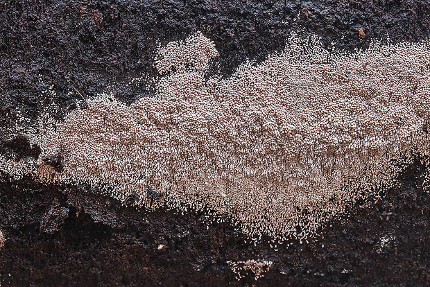 trúbeľka cf. topoľová Phaeosolenia densa (Berk.) W.B. Cooke