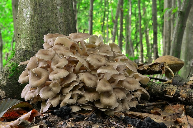 trúdnik klobúčkatý Polyporus umbellatus (Pers.) Fr.