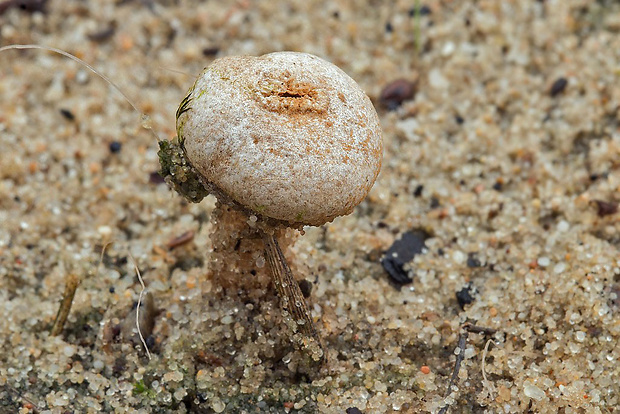 stopkovec Tulostoma sp.