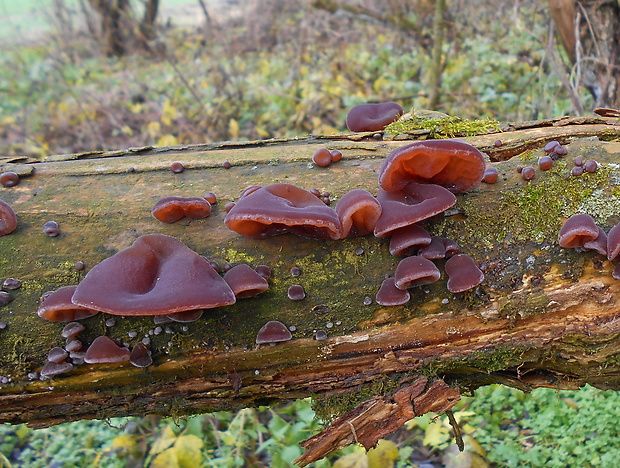 uchovec bazový Auricularia auricula-judae (Bull.) Quél.