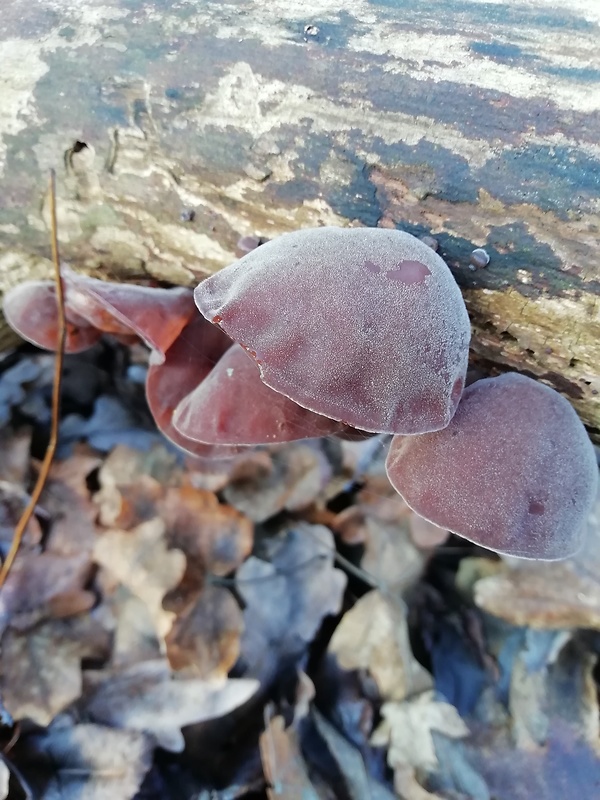 uchovec bazový Auricularia auricula-judae (Bull.) Quél.