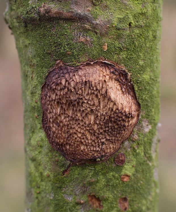 trúdnikovník poľný Dichomitus campestris (Quél.) Domański & Orlicz