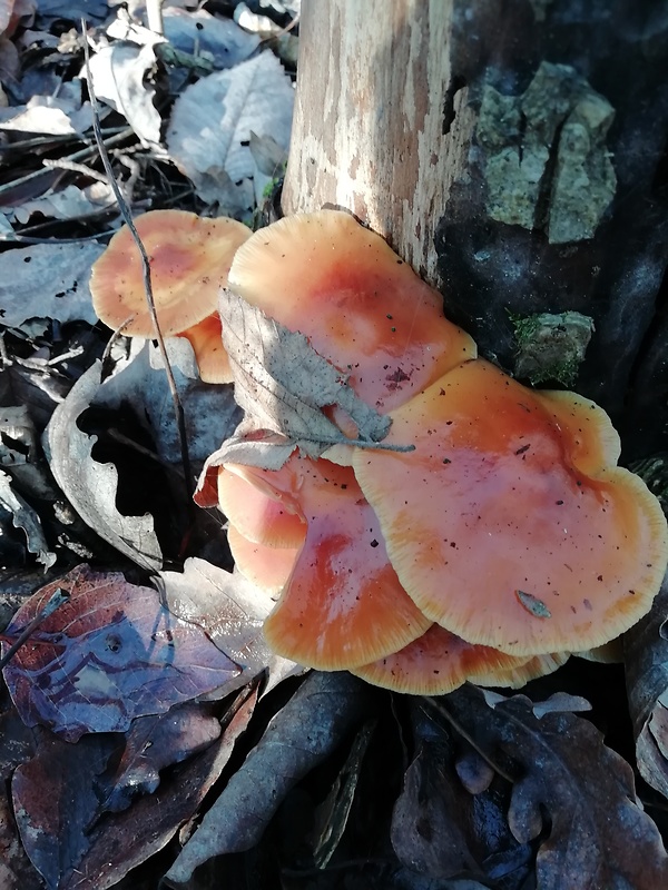 plamienka Flammulina sp.