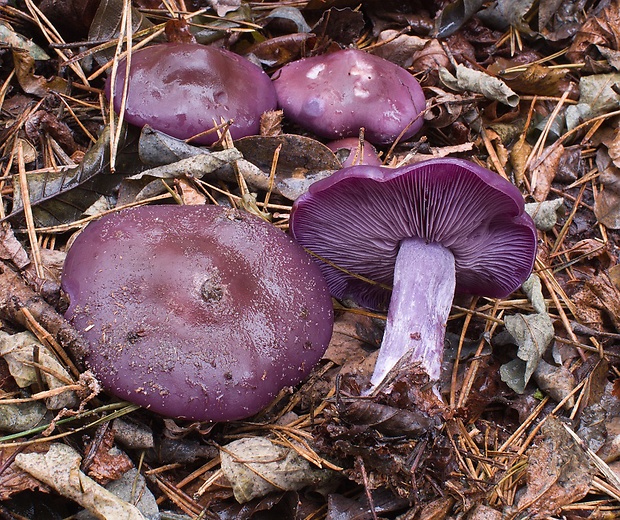 pôvabnica fialová Lepista nuda (Bull.) Cooke