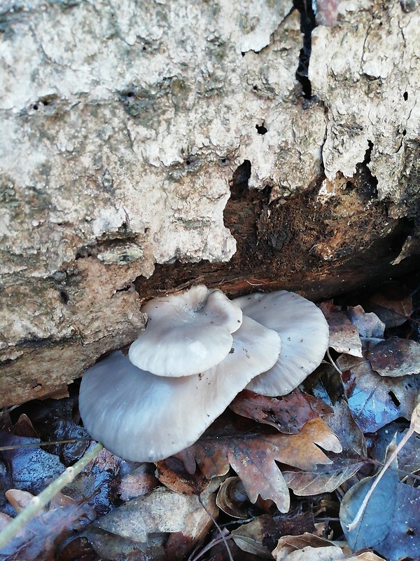 hliva ustricovitá Pleurotus ostreatus (Jacq.) P. Kumm.