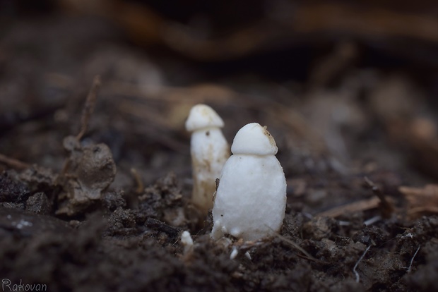 čírovnica májová Calocybe gambosa (Fr.) Donk