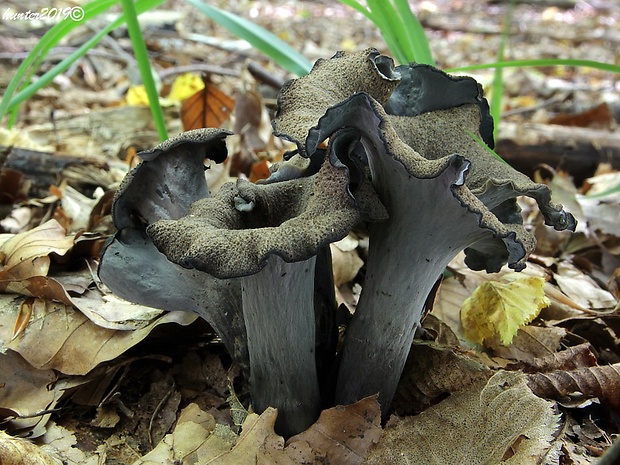 lievik trúbkovitý Craterellus cornucopioides (L.) Pers.