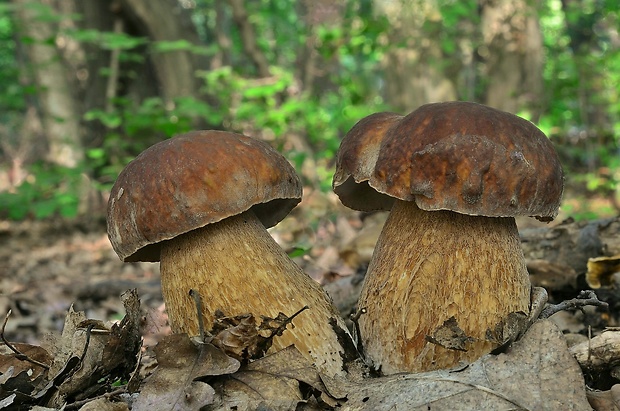 hríb dubový Boletus reticulatus Schaeff.